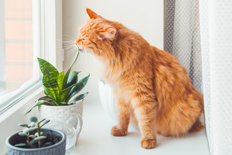 cat safe plants