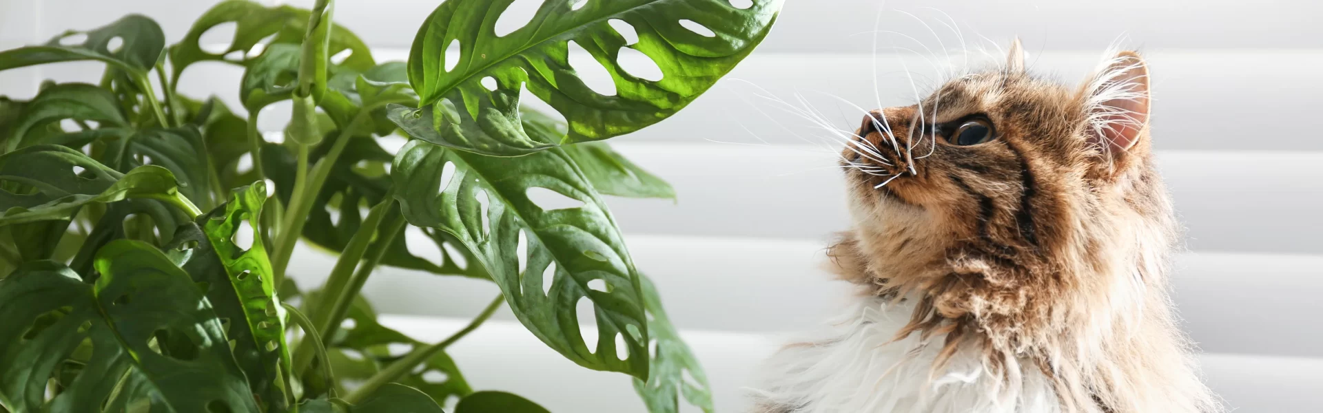 Add Beauty and Safety to Your Garden With Cat-Safe Plants