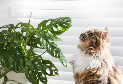 Add Beauty and Safety to Your Garden With Cat-Safe Plants